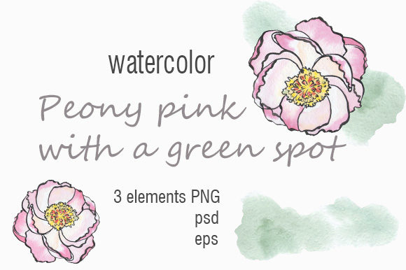 Download Peony Flower with a Green Spot - Flow Collection