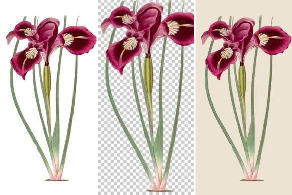 Download Iris Flower Illustration, - Flow Collection