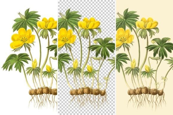Download Winter Aconite Illustration,Yellow Flowe - Flow Collection